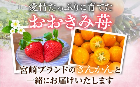 《2026年発送》【数量・期間限定】宮崎冬物語HOKUSAIGIFT紅苺・たまたま いちご イチゴ 苺 きんかん 金柑 金柑たまたま 果物 フルーツ