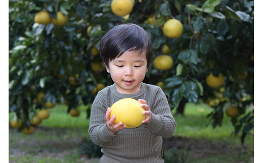 【 先行予約 】土佐文旦 5kg 贈答用 L 文旦 ぶんたん みかん 高知 フルーツ スイーツ 蜜柑 お裾分け デザート 柑橘 ジャム お菓子 小野果樹園