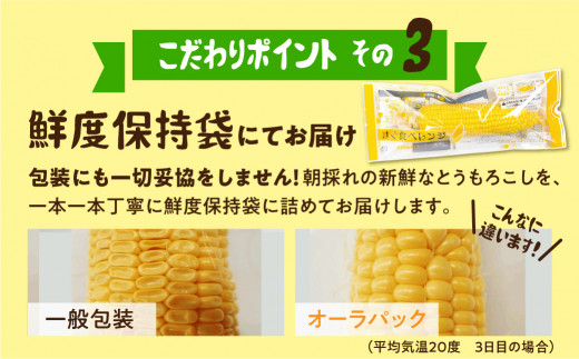 《期間限定》2025年先行予約 平均糖度20度以上 極甘とうもろこし 10～12本 鮮度保持袋入り