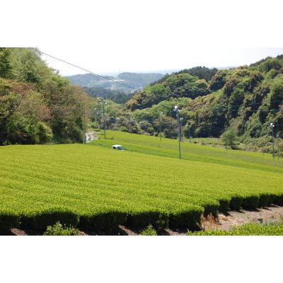 ふるさと納税 森町 森の深蒸し茶ふくよ香100g×5袋【森町SF】 |  | 03