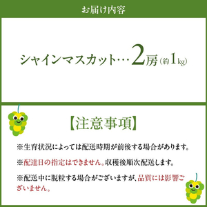 シャインマスカット（2房：約1kg）_シャインマスカット 2房 約1kg 九州 温暖 気候 活かす 農家 こだわり ご家庭用 予約受付 先行予約 皮ごと食べられる 上品 甘さ フルーツ 果実 果物 ぶ