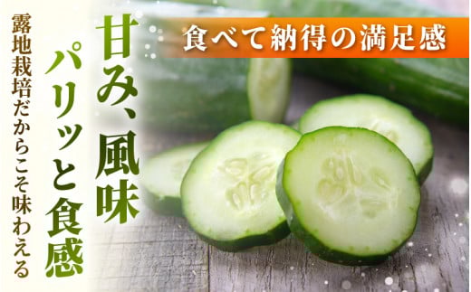 【先行予約】【訳あり】数量・期間限定 太陽の光をサンサンと浴びた「SunSun きゅうり」 1kg以上 農場より 産地直送 露地栽培 送料無料 サラダ 漬物 野菜 やさい 旬 新鮮 サラダ キュウリ 