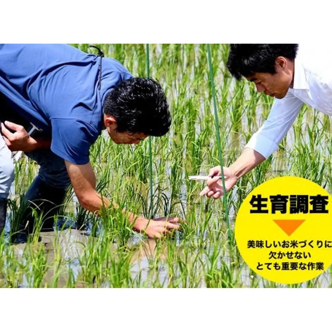 コシヒカリ 精米 5kg | 新潟県 佐渡市 コシヒカリ