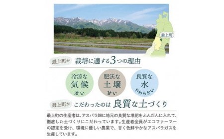 JA【令和6年産予約】最上町特産グリーンアスパラ３Lサイズ１kg