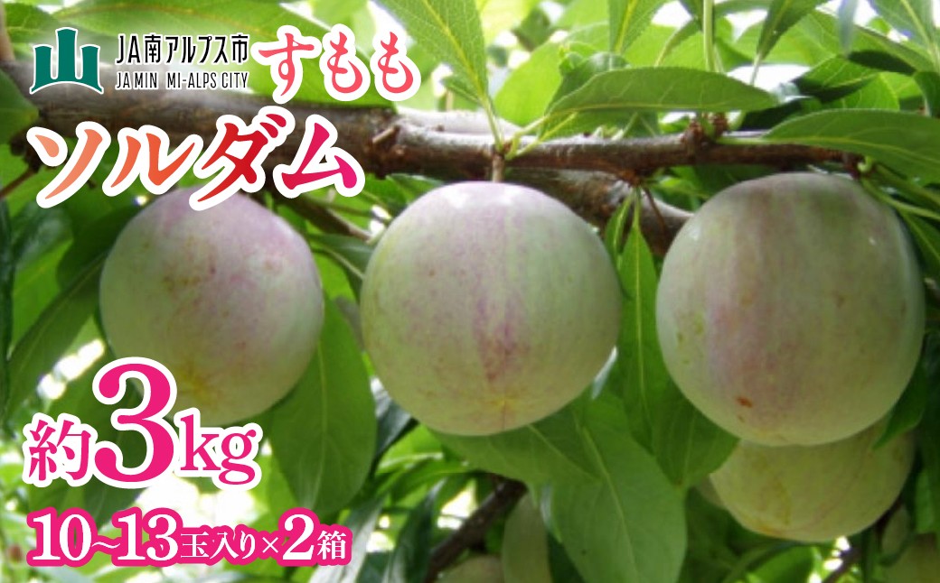 
                  【2027年(令和9年)発送先行予約】来年発送！！すもも「ソルダム」10～13玉入り×2箱約3kg　 ALPAA002
                