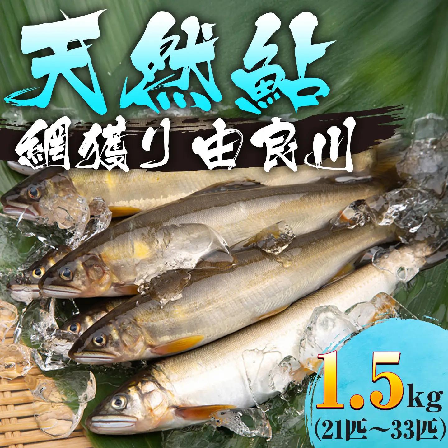 天然鮎 網獲り 冷凍 約1.5kg（約21匹～33匹）【 あゆ 鮎 アユ 天然鮎 冷凍鮎 鮎 】
