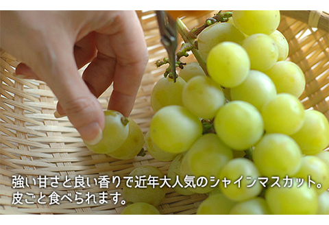 岡山県産「シャインマスカット・ニューピオーネ」詰合せ 約1.0kg