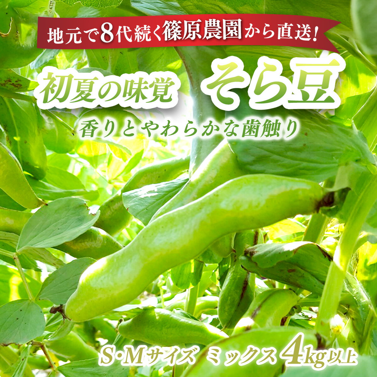 【ふるさと納税】【先行予約】【5月中旬～下旬発送】地元で8代続く農家から直送! 香りとやわらかな歯触りがおいしい初夏の味覚! 篠原農園のそら豆 S,Mサイズミックス 4kg以上／採りたて そら豆 ソラマメ 天ぷら 農家直送 千葉県 千葉県 山武市 SMBV003