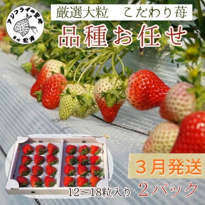 【2026年3月発送】厳選大粒　こだわり苺 品種お任せ 12～18粒×2パック【配送不可地域：離島】【1470655】