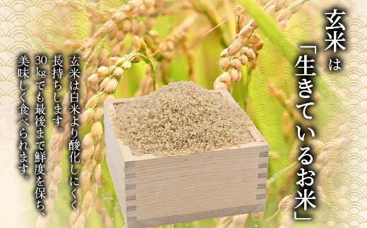 【2027年2月発送】令和 8 年産 新米 【 配送時期が選べる 】 奈井江町 ゆめぴりか 玄米 30kg 特 A ランク評価 低タンパク追求 JA 新すながわ 大容量 クリーン農業 北海道米 ブラン