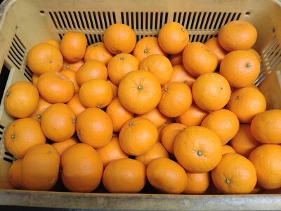 【周防大島産】せとみ（晩柑類） 5kg