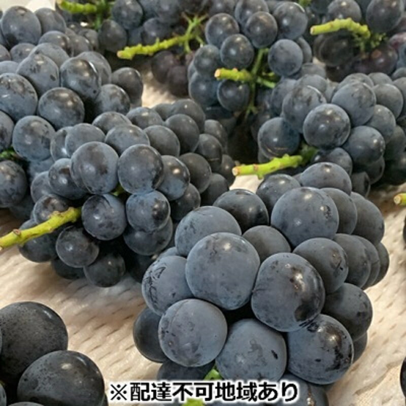 【ふるさと納税】ぶどう 【2026年 先行予約】 種なし完熟 ニューピオーネ 3～5房 合計約2kg ブドウ 葡萄 岡山県産 国産 フルーツ 果物 渡邊農園　お届け：2026年8月中旬～2026年9月上旬
