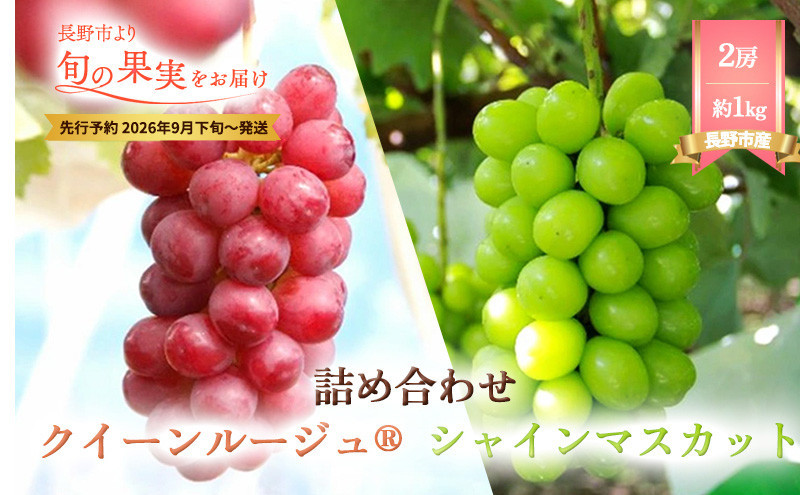 本気農場いけだ　シャインマスカット・クイーンルージュ詰合せ1kg【2026年9月下旬以降の出荷分】 |  シャインマスカット ぶどう フルーツ 果物 人気 おすすめ ギフト プレゼント 送料無料 長野
