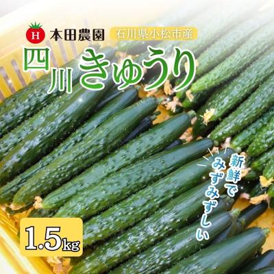 ふるさと納税 小松市 四川きゅうり 1.5kg 本田農園 野菜 ギフト