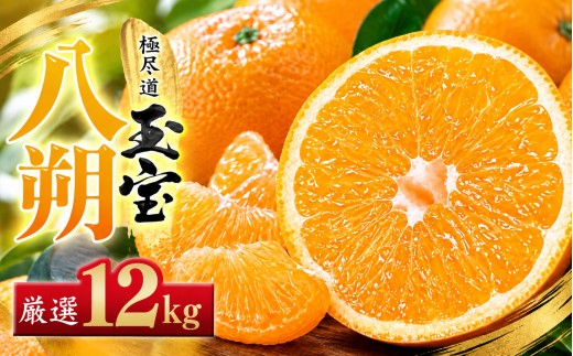 【先行受付】【凛とした苦み】クセになる旨み【八朔】12kg　愛媛県産【64-100】【1751167】ふるさと納税 果物 くだもの はっさく 八朔 みかん ミカン 蜜柑 柑橘 フルーツ 選べる 3.5kg 6kg 12kg 内容量 期間限定 季節限定 特産品 YWTY092