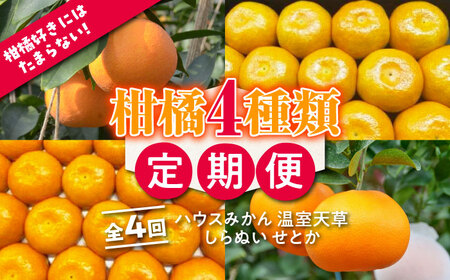 【4回定期便】【2025年7月初回発送】柑橘 4種類 定期便 / ハウスみかん 温室天草 しらぬい せとか 果物 フルーツ / 南島原市 /JA島原雲仙東南部基幹センター [SAC005]