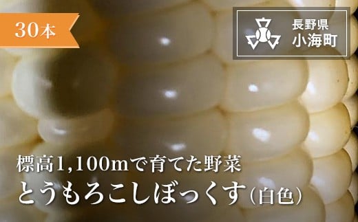 あとくら農園 トウモロコシぼっくす（白色）30本セット| 野菜 新鮮 旬 トウモロコシ 【 2026年発送 先行予約 】