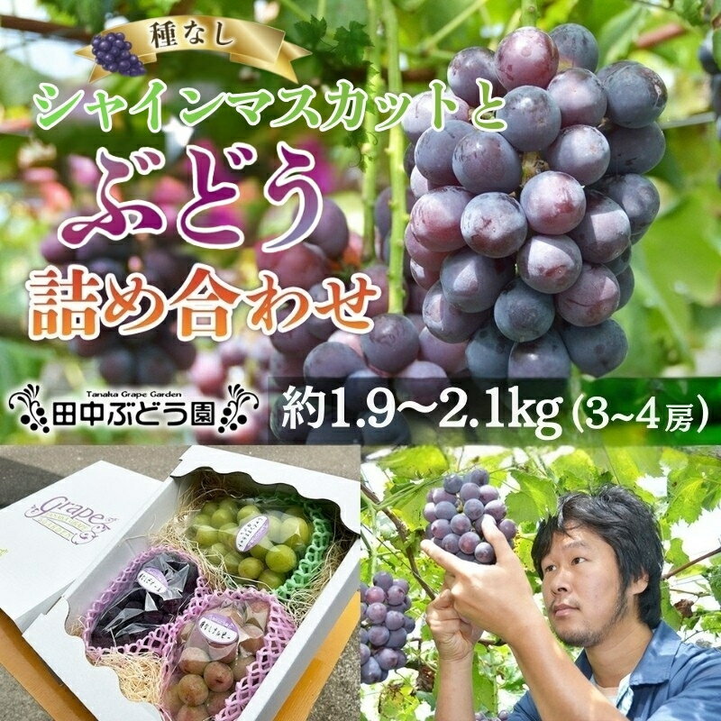 【ふるさと納税】＜2026年発送分　先行予約受付中！！＞ シャインマスカットと大粒ぶどう詰め合わせ 約1.9~2.1kg（3～4房）シャインマスカット ぶどう詰め合わせ 巨峰 ピオーネ ぶどう ブドウ マスカット 果物 フルーツ 田中ぶどう園 大阪 河内長野 種なし ※シャインマスカ