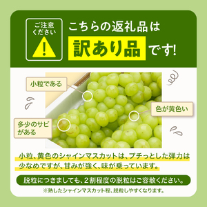 2026年ぶどう「訳ありシャインマスカット」2kg（3～5房）東根農産センター提供 山形県 東根市 hi027-235　山形県 東根市 東北 果物 フルーツ くだもの ぶどう　シャインマスカット 期間