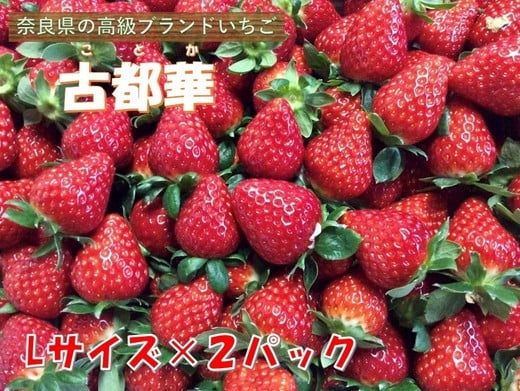 
            おかげさまで21年目 毎年大好評の甘い美味しい苺（レギュラーパックLサイズ×2パック）（古都華（ことか））※北海道・沖縄・離島への配送不可 ※2026年1月上旬頃より順次発送予定
          