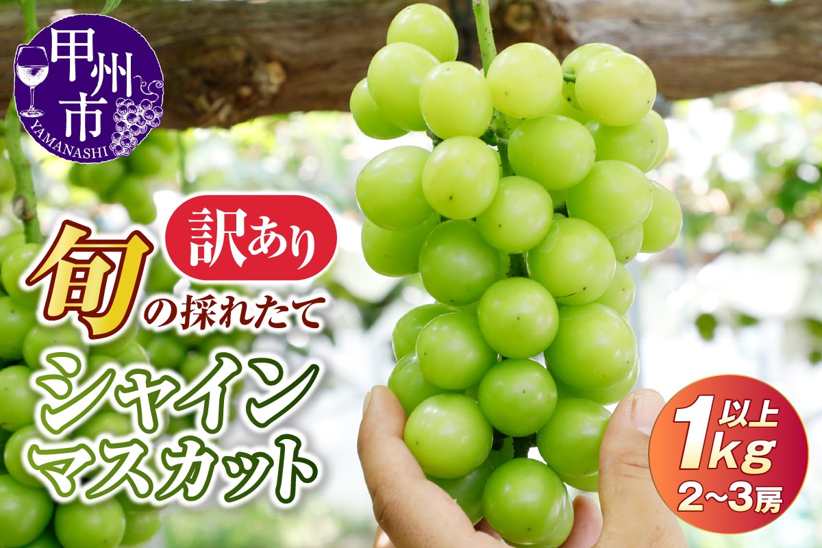 
                  【訳あり】旬の採れたてシャインマスカット 1kg以上 2～3房【2026年発送】（HO）A05-1410【シャインマスカット 葡萄 ぶどう ブドウ 令和8年発送 期間限定 山梨県産 甲州市 フルーツ 果物 山梨】
                