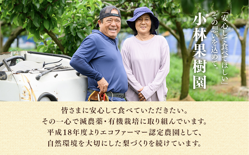 【訳アリ！先行予約】小林果樹園の梨 6～10玉 約3kg | 梨 なし 和梨 豊水 新高 あきづき 愛宕 にっこり 新雪 王秋 新興 果物 フルーツ くだもの 新鮮 朝どり エコファーマー 訳あり 茨城県 常総市　※2026年9月～発送