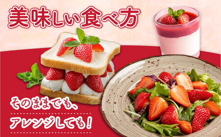 いちご ゆめのか 250g × 4パック / イチゴ 苺 果物 フルーツ / 南島原市 / JA島原雲仙東南部基幹センター[SAC008]