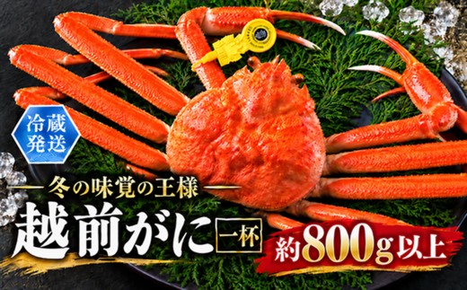 越前がに（オス）「ずわいがに」（800g以上） 1杯