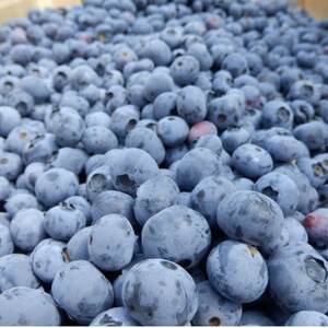 信州　中野市産特選ブルーベリー　バラ詰め 2kg箱【配送不可地域：離島】【1494239】