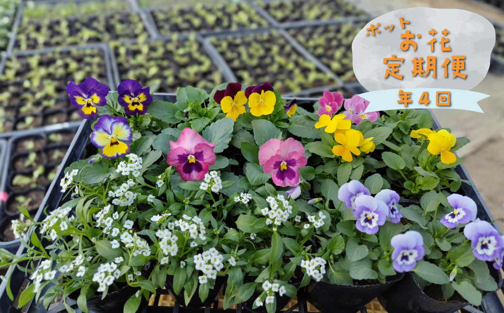 
            【年4回】季節の お任せ 鉢花（ポット植え）定期便 　ガーデニング 園芸  旬のお花をお届けします
          