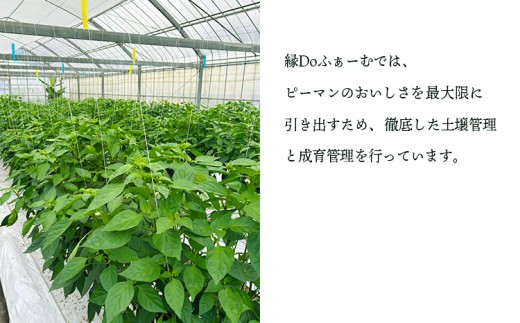 宮崎県高原町産ピーマン2kg（約40～45個）　[国産 九州産 炒め物 焼肉 BBQ 肉詰め 天ぷら 中華 10000円以下]  TF0919ｰP00082