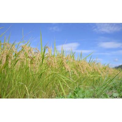 ふるさと納税 戸沢村 ≪先行予約≫令和7年度 山形県産 はえぬき 10kg(5kg×2) 精米 F7W-0258 |  | 02