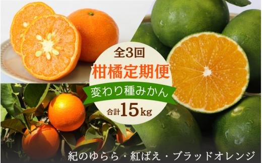 【2025年分先行予約・数量限定】和歌山の柑橘3回定期便（変わり種みかん）合計15kg【期間限定・8/31まで受付】 / みかん 極早生 YN-26 紅ばえ ブラッドオレンジ タロッコ 柑橘 くだもの 果物 期間限定 和歌山県 田辺市【mrn023-tk】