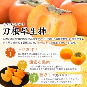 【2026年先行予約】種無し柿 早生刀根柿 2026年9月末頃～10月末頃に順次発送予定（お届け日指定不可）/ 和歌山 柿 かき フルーツ 果物 くだもの 刀根 種無し【kgr003A】