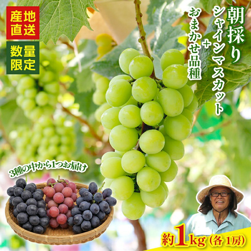 【ふるさと納税】 【2026年8月以降発送 先行予約】 シャインマスカット 1房 おまかせ品種 1房 （マスカットノワール クイーンニーナ ナガノパープル）約1kg 産地直送 数量限定 マスカット ぶどう マスカットノワール クイーンニーナ ナガノパープル 果物 国産 静岡県 藤枝市