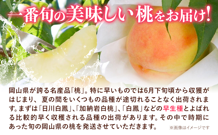【令和7年度先行予約】ご家庭用 岡山の白桃 （早生種） 約1.3kg 晴れの国 おかやま館(つむぐ株式会社) 《 2025年6月下旬-8月上旬頃発送》岡山県 浅口市 白桃 桃 果物【配送不可地域あり】