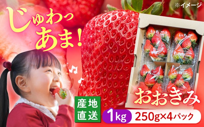 
                  【2~4月発送】いちご  おおきみ 計1kg（約250g×4パック） ＜武藤農園＞ [CFV004] 長崎県 西海市 イチゴ  贈答 ギフト  大粒 果物 フルーツ  果実 甘い イチゴ ストロベリー あまい デザート 新鮮 産地直送 くだもの 苺 strawberry ichigo itigo ふるさと納税
                