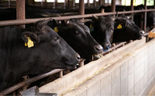 ミート矢澤 YAZAWA BEEF＜矢澤牛＞ハンバーグ定期便 ８個×６ヶ月[282-01]