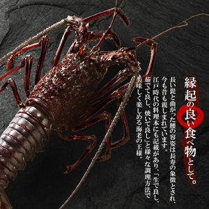 【漁師直送】 活き〆 冷凍 天然伊勢海老 300g（1尾） W005-004u 海老 エビ 海鮮 魚介