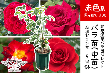 ＜色で選べる♪＞花巻温泉バラ園で育った「バラ中苗」5号サイズ -赤-【1860】<2026年3月より発送>