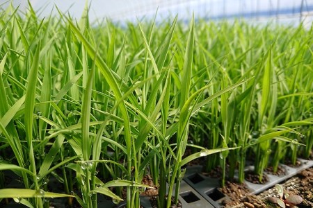【無洗米2ヶ月定期便】特別栽培「きなうす米」3品種セット10kg×2回