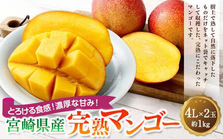 ＜宮崎県産完熟マンゴー 4L×2玉（約1kg）＞2026年4月中旬～7月下旬までに順次出荷【c1392_mm_x1】 果物 くだもの フルーツ アーウィン マンゴー デザート 甘味 完熟 宮崎