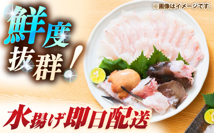 天然クエ（1キロ台・3枚おろし） 《壱岐市》【壱岐島　玄海屋】[JBS039] 魚 刺身 しゃぶしゃぶ  90000 90000円 9万円