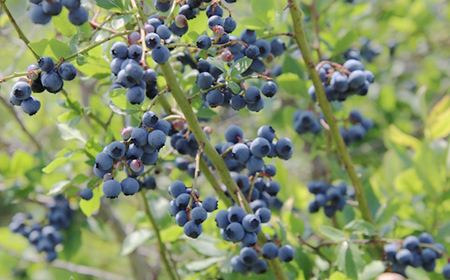 ブルーベリージュース ＜500ml＞ ストレート果汁100％使用 【岩手林業】 / ブルーベリー フルーツジュース 果物 くだもの