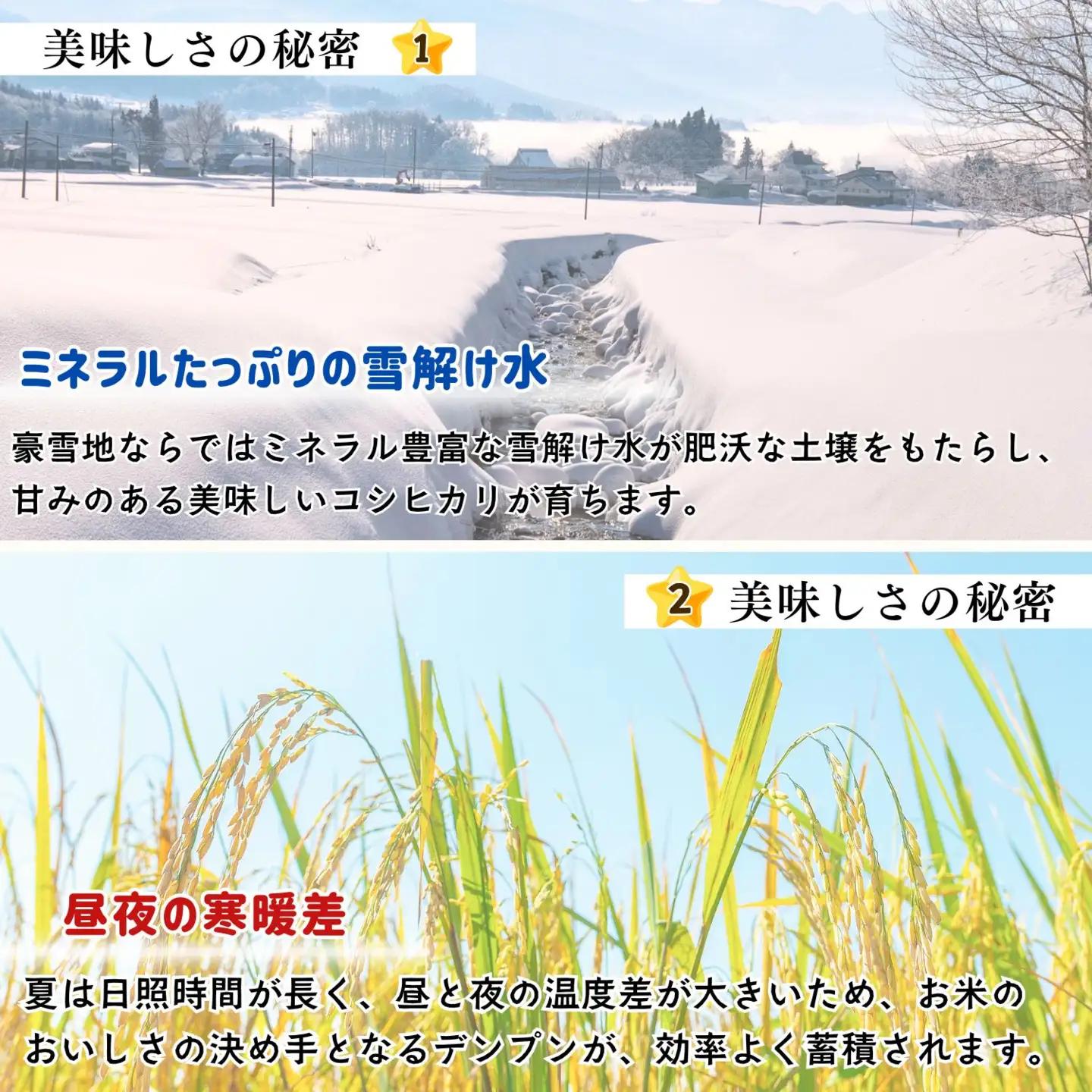 【新米予約】《定期便》＼ 2026年12月より10kg 6回 ／コシヒカリ 木内ファーム