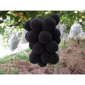 ハウス種無しピオーネ(3～4房)/80【配送不可地域：離島】【1299403】