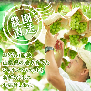 【2026年先行予約】 山梨県産シャインマスカット 1kg（2～３房）【化学肥料、除草剤不使用】ぶどう 葡萄 フルーツ 果物 農園直送