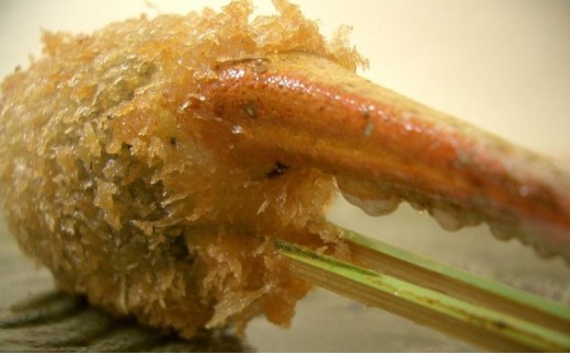 博多の老舗 季節の串揚げ 詰め合わせ 40本セット
