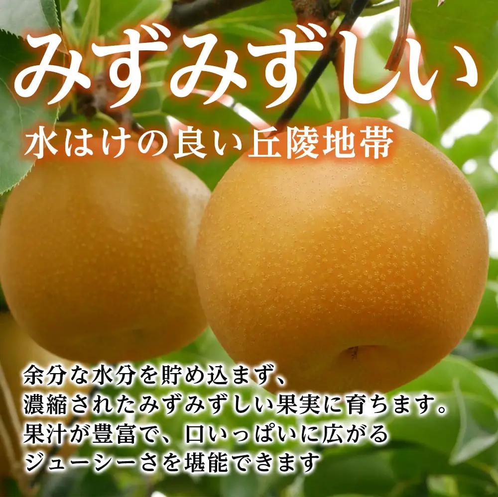 【南信州産】梨「あきづき」秀品約5kg（8玉～16玉）＜2026年9月下旬より発送＞
