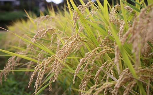 【令和7年産】関東(せきひがし)のひのひかり 白米 5kg 真空 パック 熊本県 南関町産 単一原料米 ヒノヒカリ 産地直送 お米